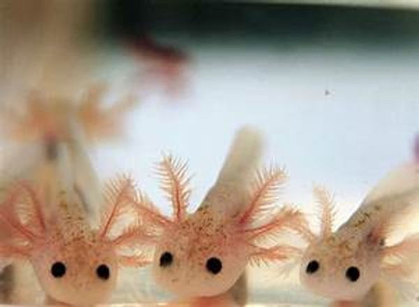 Close-up of three axolotls with feathery gills and dark eyes.