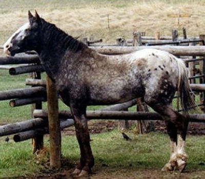 Troubleshooter, an own son of Choctaw Sun Dance.