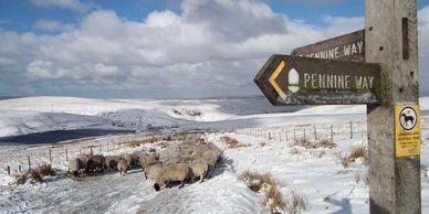 Public footpath sign pointing to sheep on a snowy footpath with snow on the hills and clouds in a bl