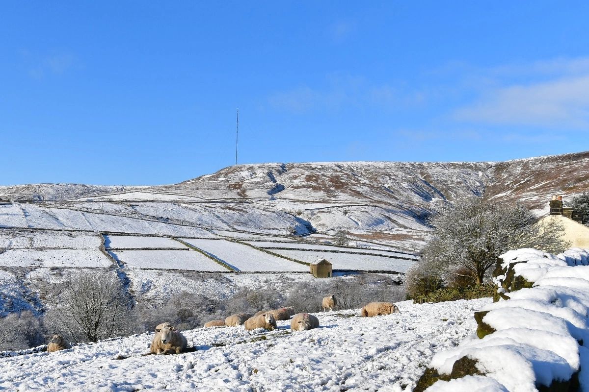 A flock of sheep sat in a snow covered field with snow on the hills behind and blue sky above