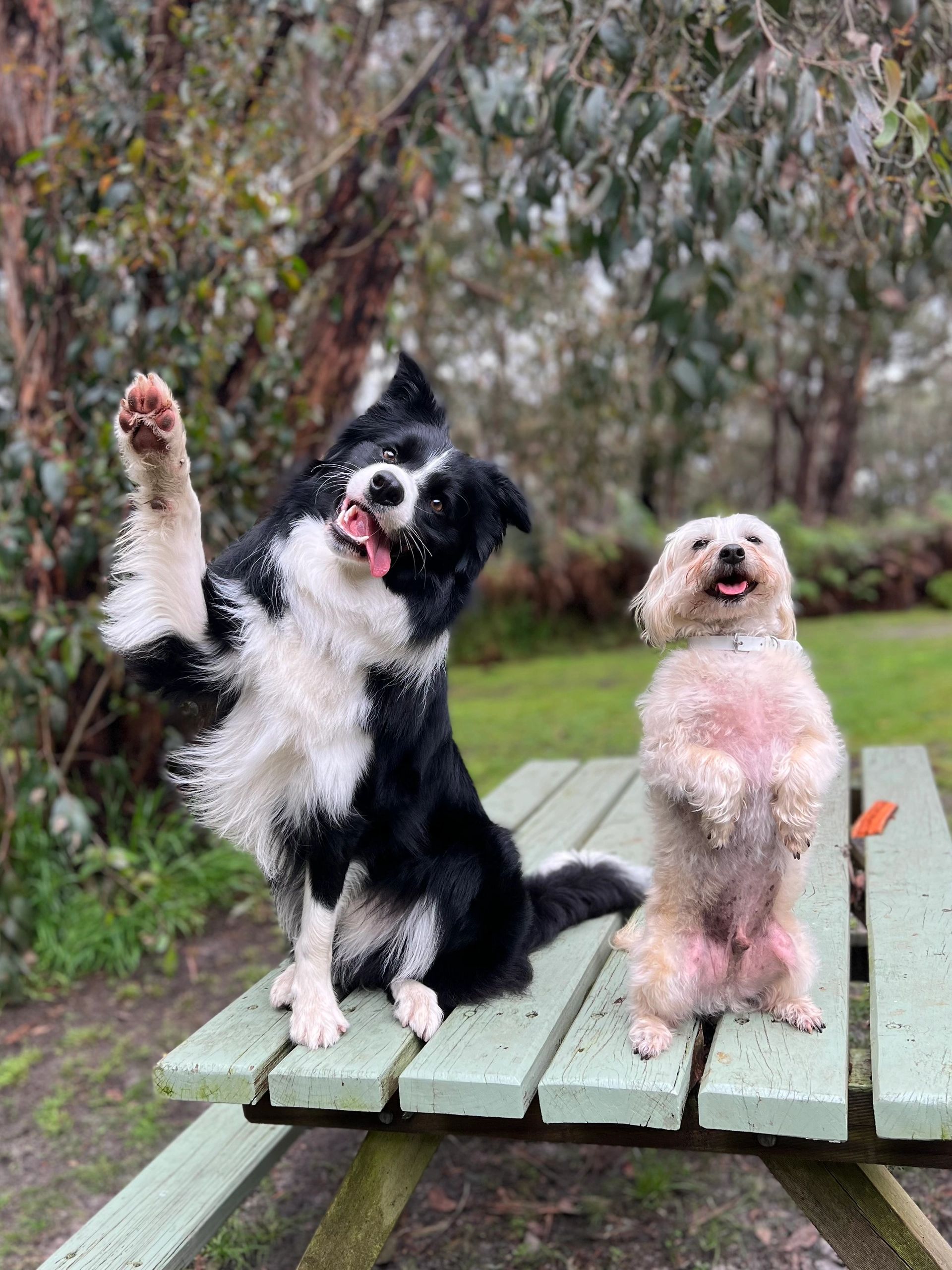 Divine Canine Training and Pet Sitting