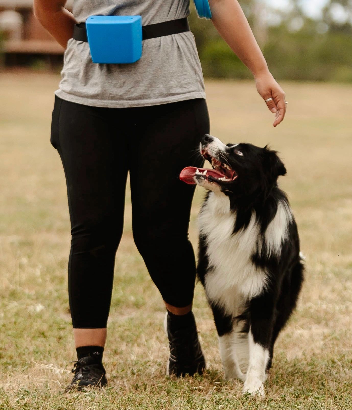 Divine Canine Training And Pet Sitting divine-canine-training-and-pet-sitting