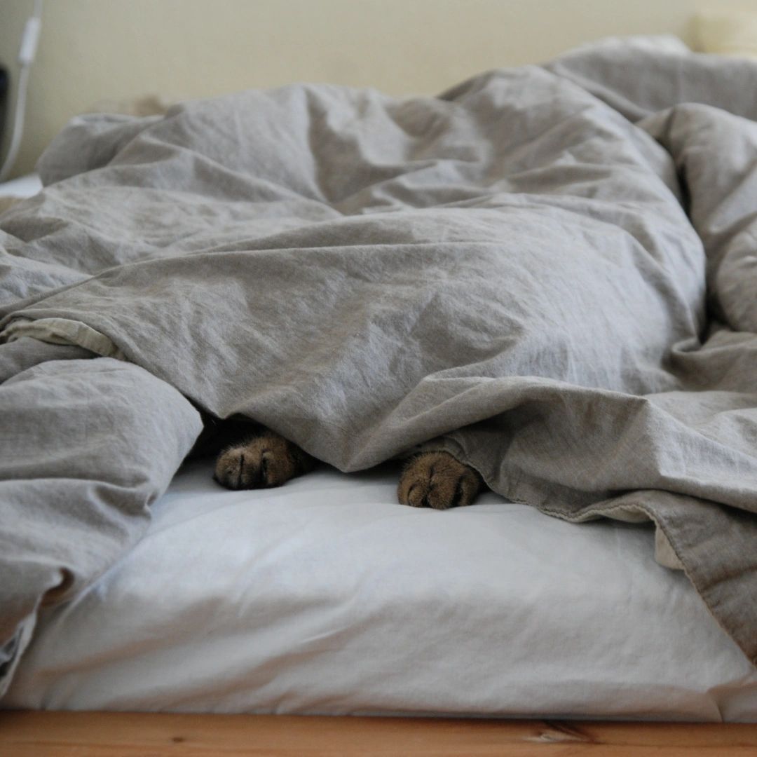 Furry-fluff-bottom thinks he is hidden.