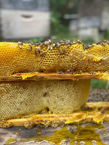Honey harvest at the Apiary