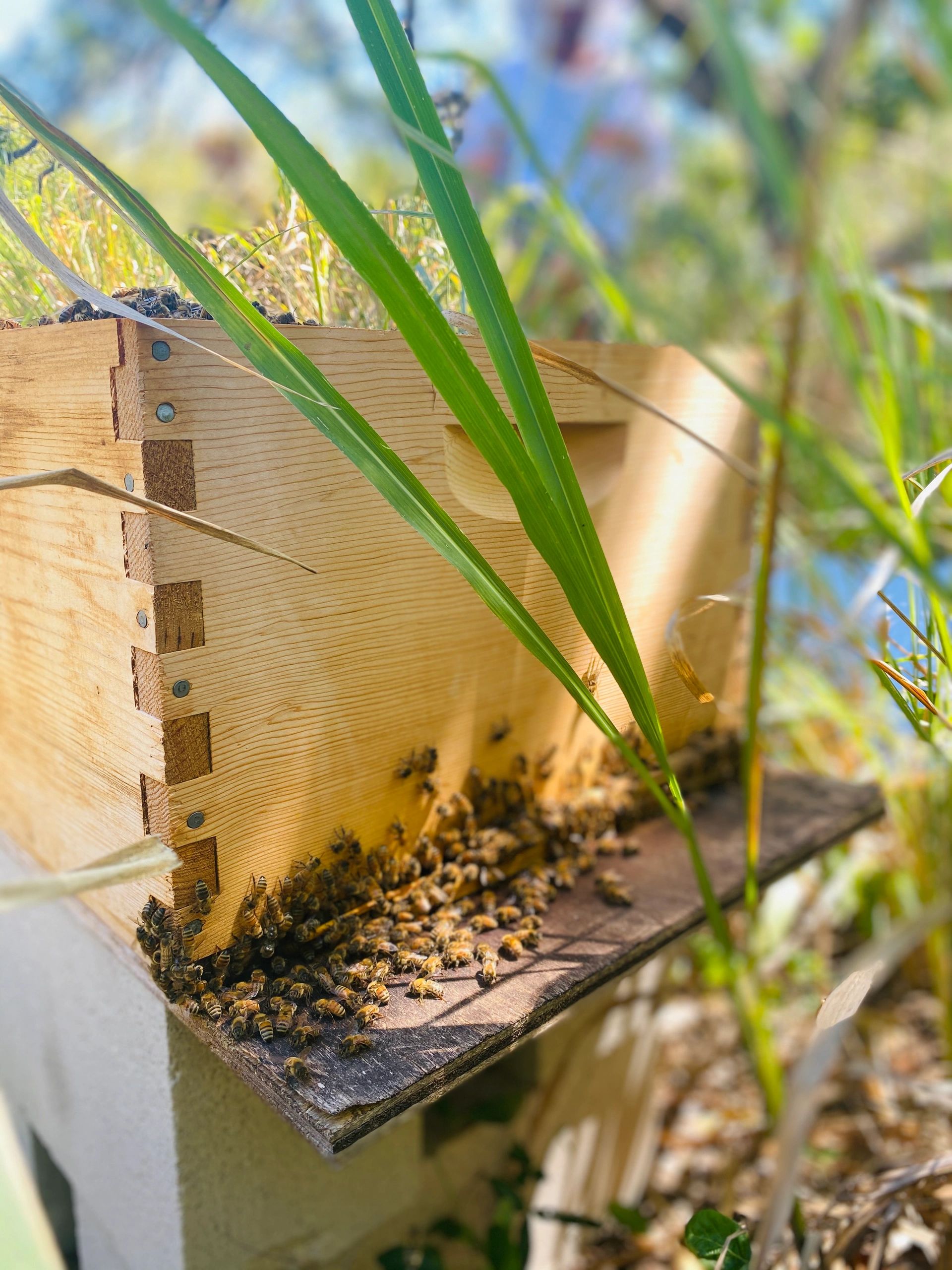 Bee Boys Beekeeping, Beekeeping, Honey,