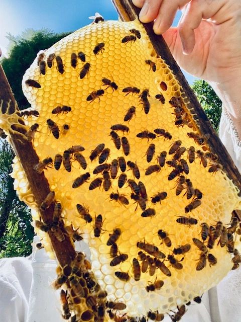 Beekeepers Benefit From The Hive Mind In Community Apiaries : The