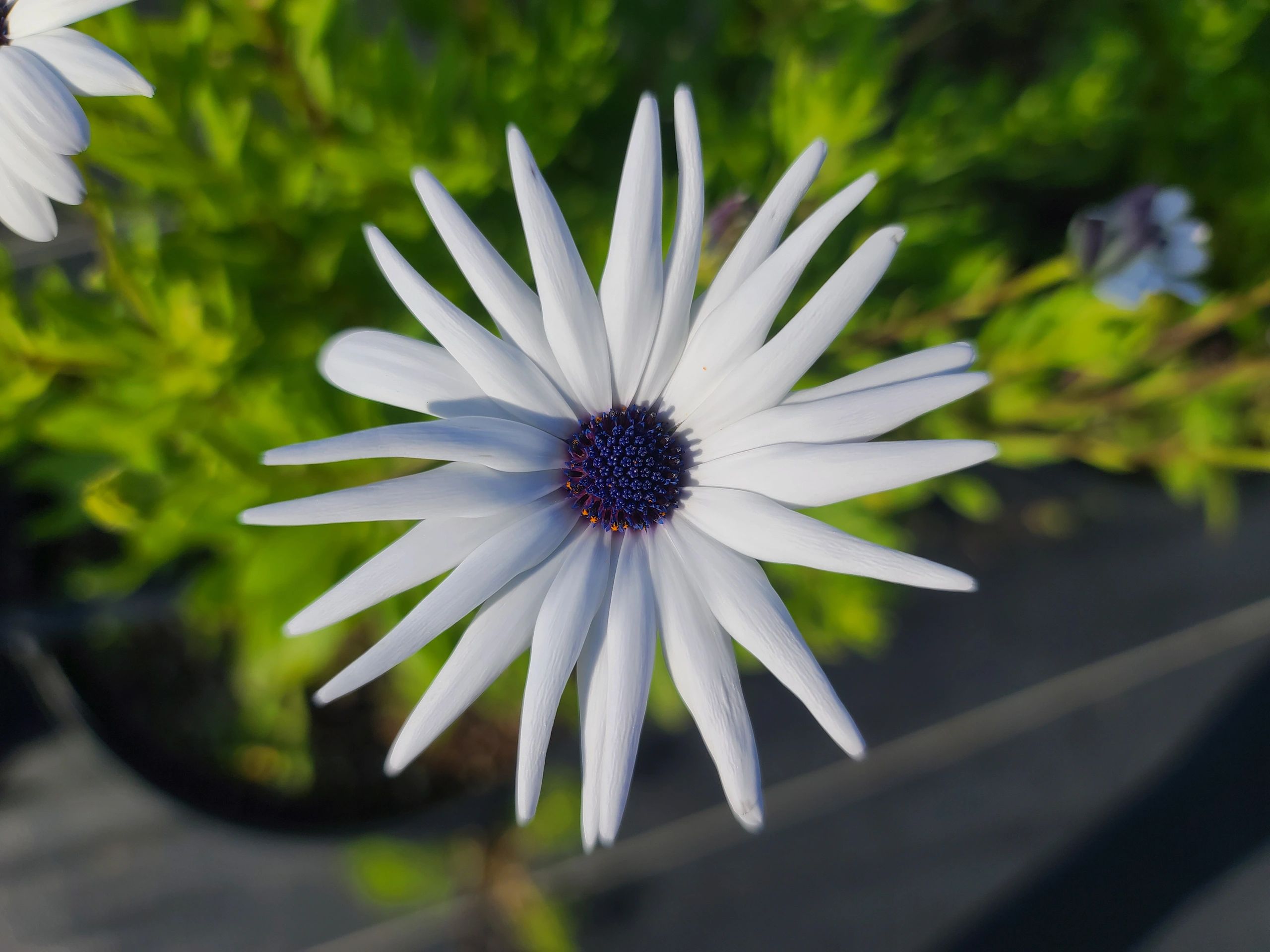 A beautiful African Daisy in bloom in one of the gardens in 2021.