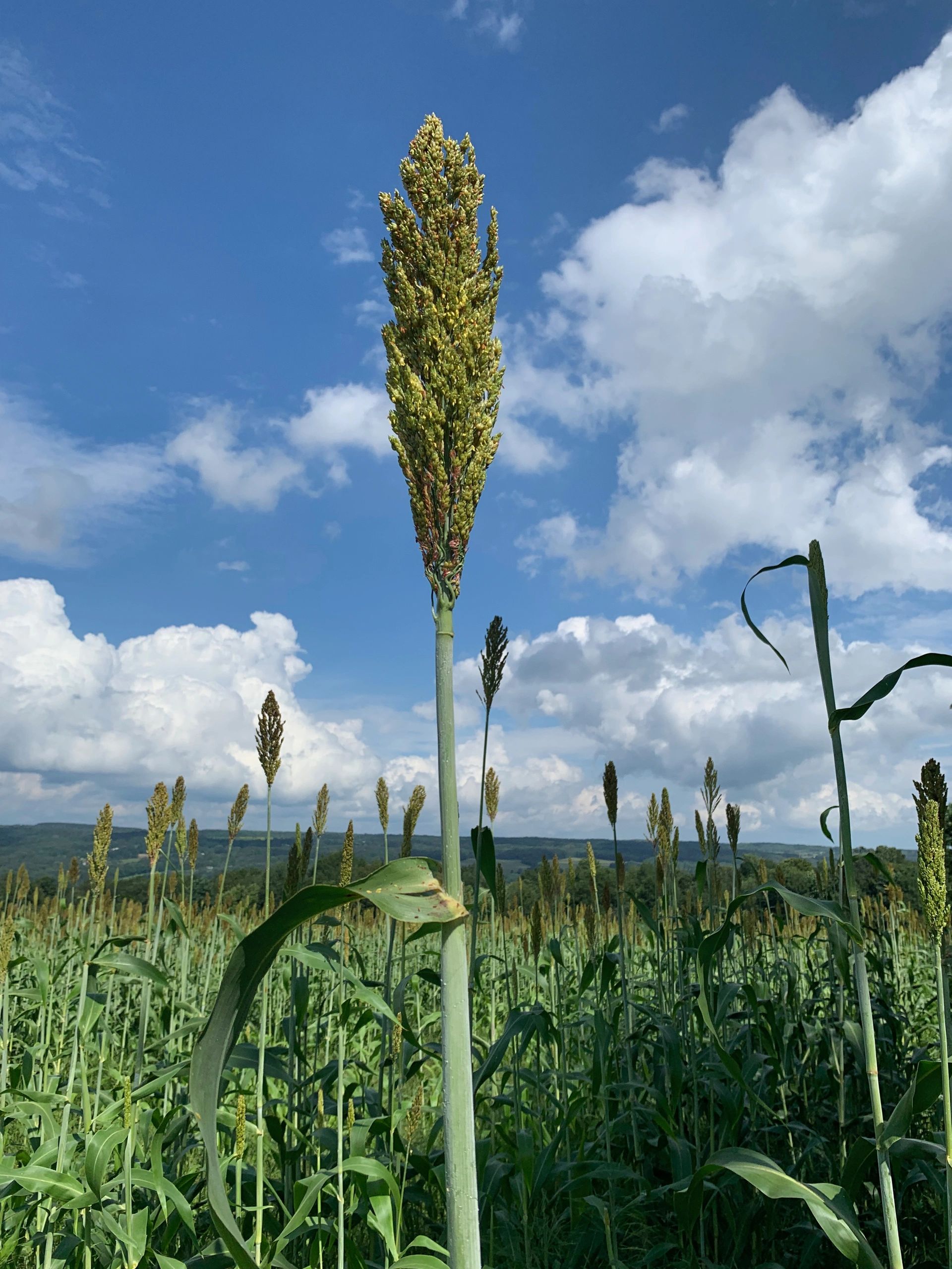 Sorghum History sorghum-history