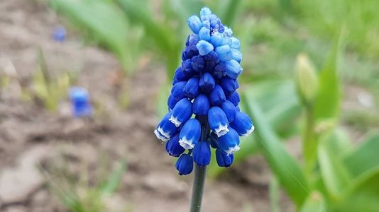 Bluebell flower