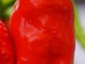 Close-up of super hot pepper