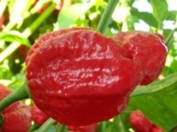 A Trinidad Scorpion pepper growing on the plant