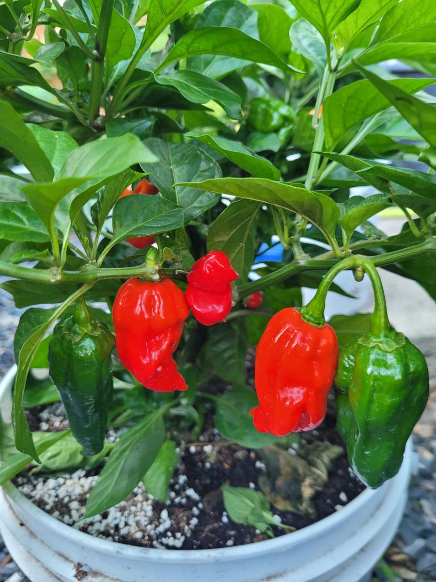 Ultimate Hot Pepper Pack