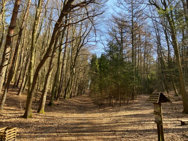 A forest path splitting into two under a clear blue sky.