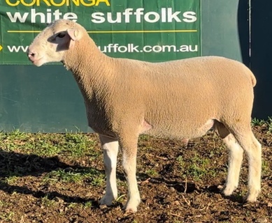 Coronga White Suffolks