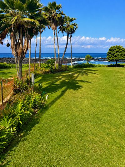 Palm trees casting shadows on a green lawn by the ocean under a clear blue sky.