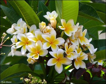 Bunch of live plumerias with green leaves on tree