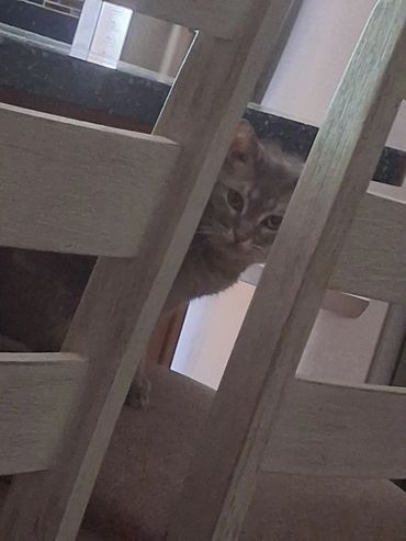A cat peeks curiously between wooden chair slats.