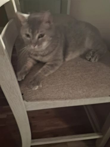 A gray tabby cat resting on a cushioned chair indoors.