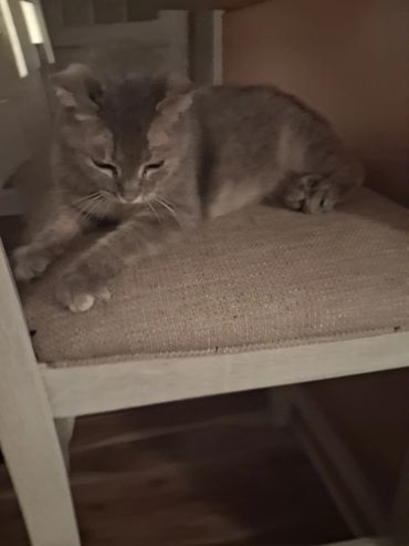 A gray cat resting on a beige cushioned chair.