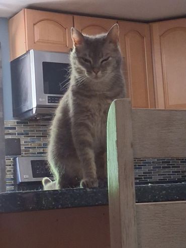 Gray cat sitting on a kitchen counter looking down.