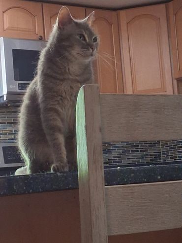 A cat sitting on a kitchen counter near a wooden chair.