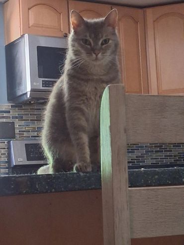 A gray cat sitting on a kitchen counter behind a wooden chair.