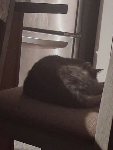 A cat curled up and resting on a chair.
