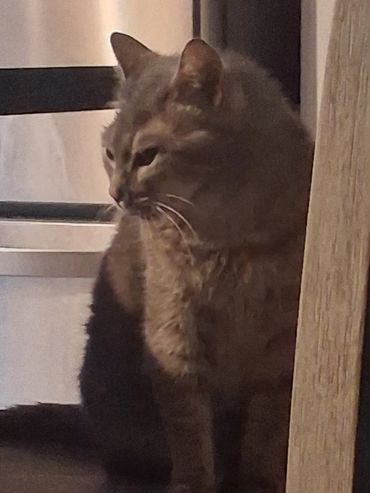 A gray tabby cat sitting indoors near furniture, looking down.