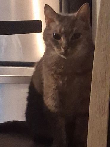 A cat sitting partially behind a wooden surface, dimly lit.