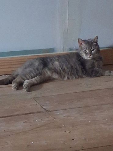 A gray cat lounging on a wooden floor near a wall.