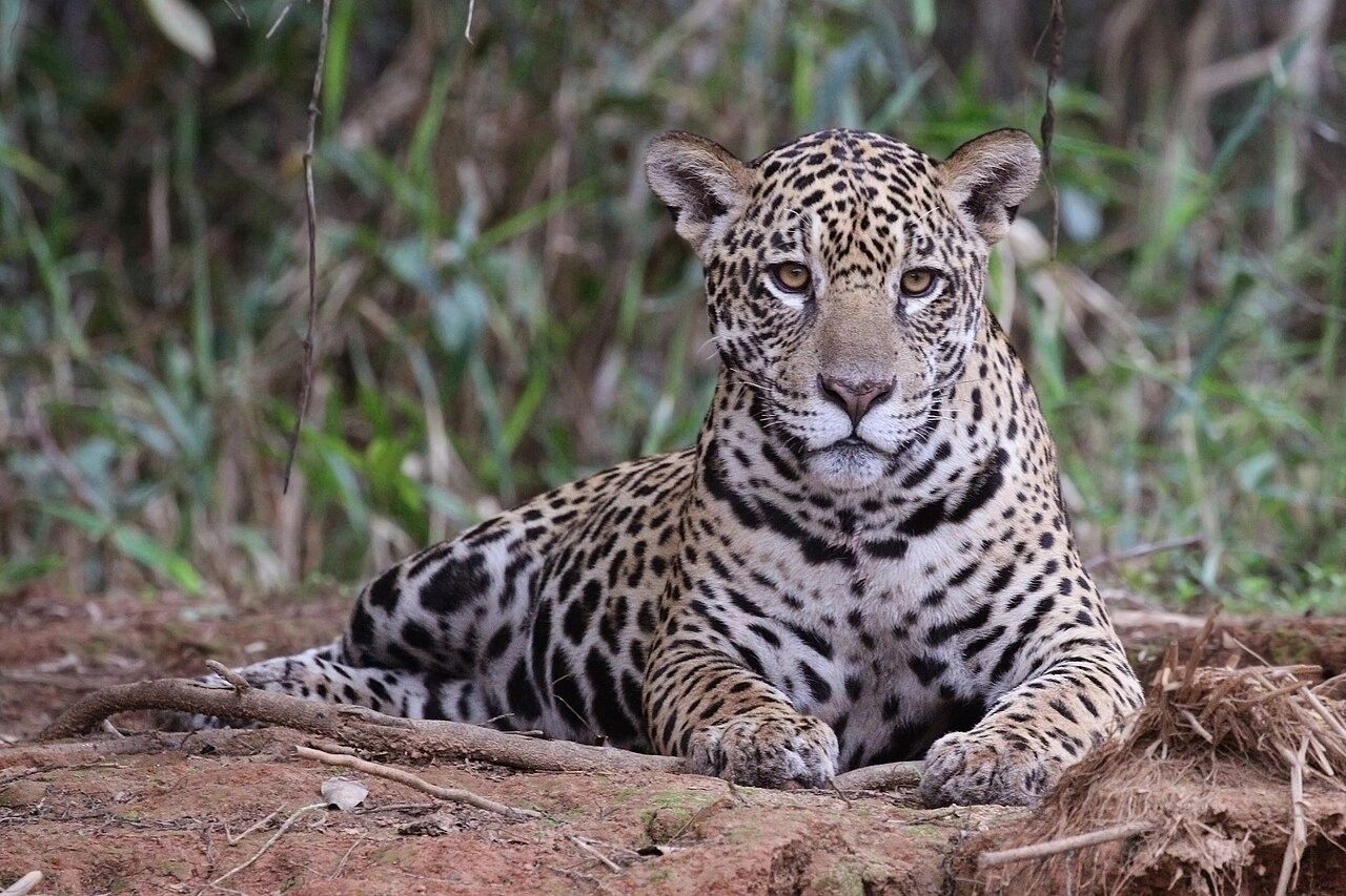 A jaguar resting on the ground in a natural forest setting.
