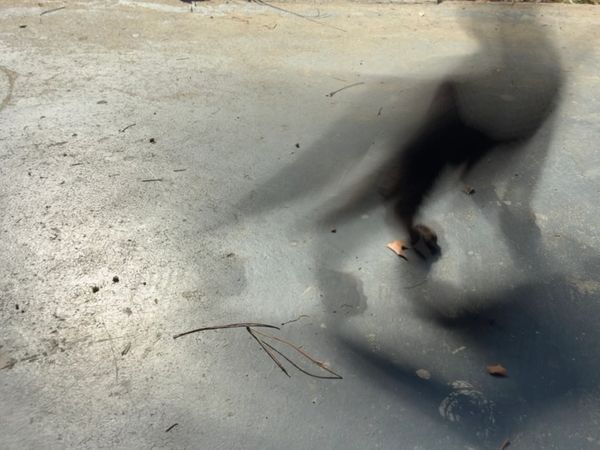 Blurred shadow of a cat on a concrete surface with scattered leaves and twigs.