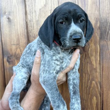 Female - SOLD