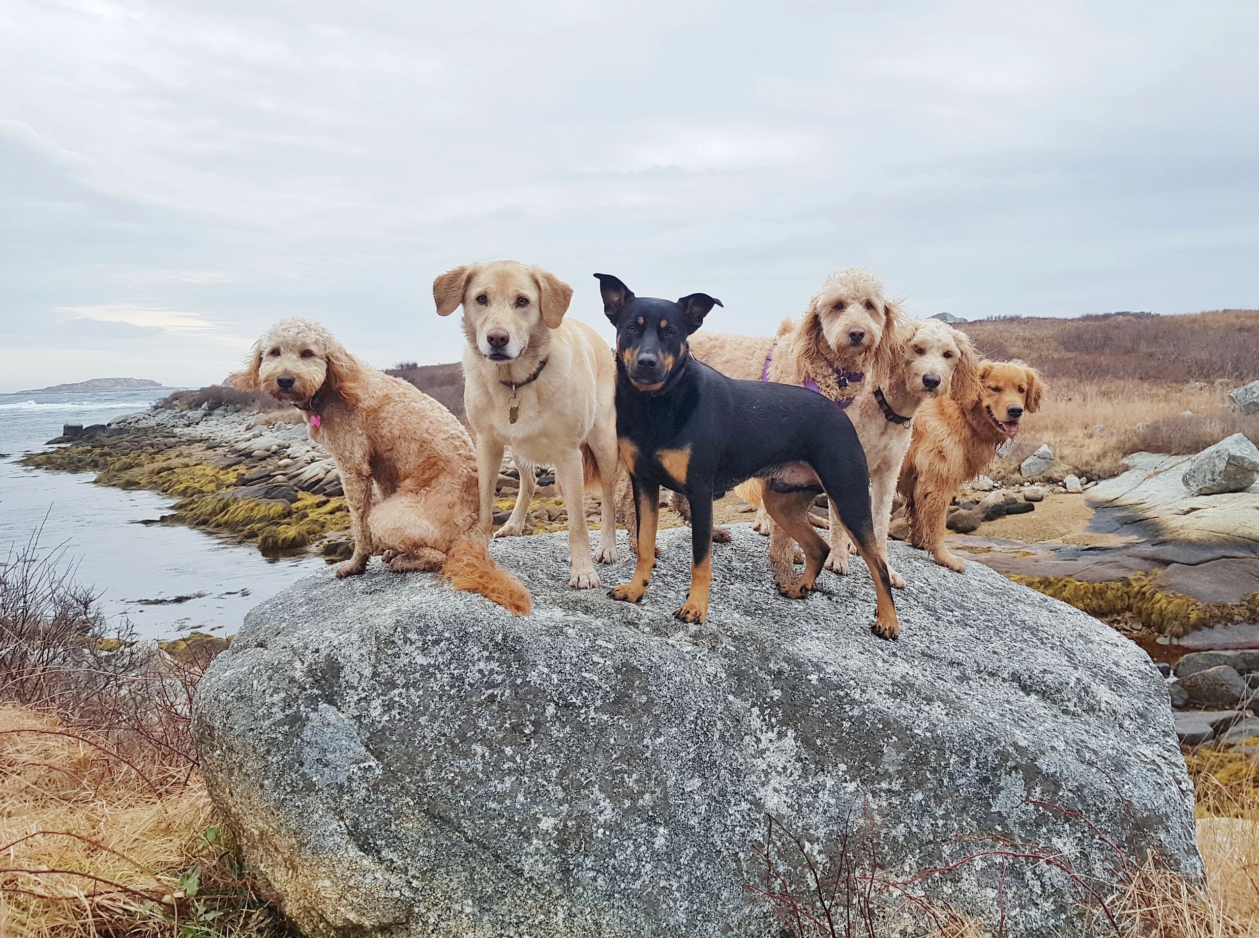 Introducing The Ultimate Dog Stroller: Your Heavy-Duty Haven For Canine Adventures