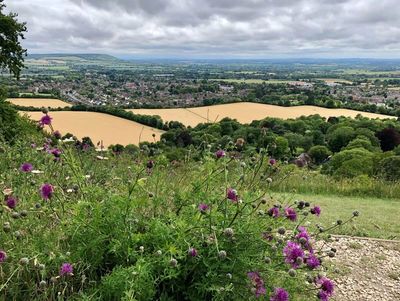 View of a countryside with purple flowers in the foreground and fields beyond.