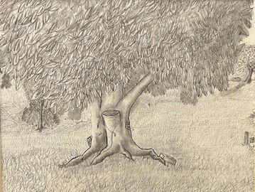 Pencil sketch of a large tree with dense foliage.