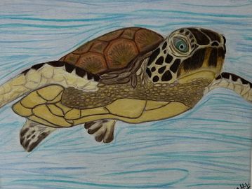 Sea Turtle colored pencil drawing by Natalee Wright