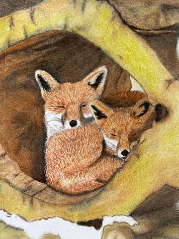 Cozy in the Fox Den colored pencil drawing by Natalee Wright at Artful Transformations