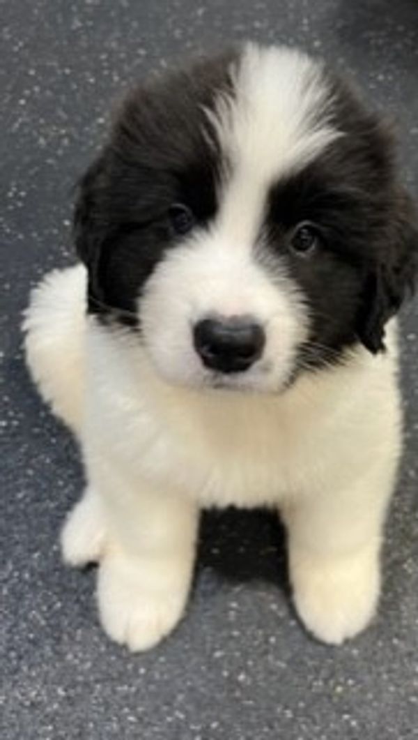 Landseer cheap newfoundland puppies