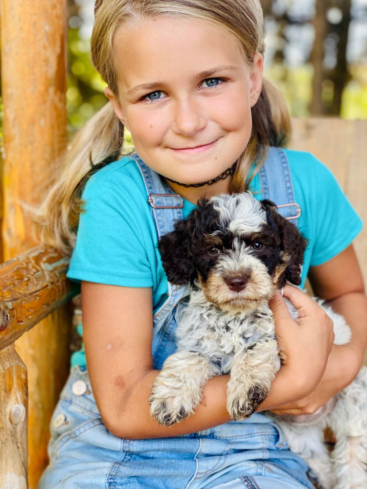 Lagotto dog for best sale sale