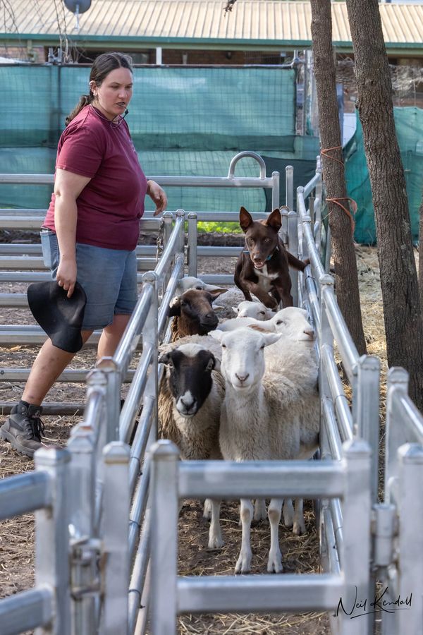 A woman herding sheep with a dog.