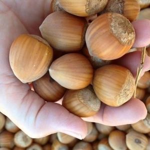 trufflebert farm south provides Oregon grown organic hazelnuts