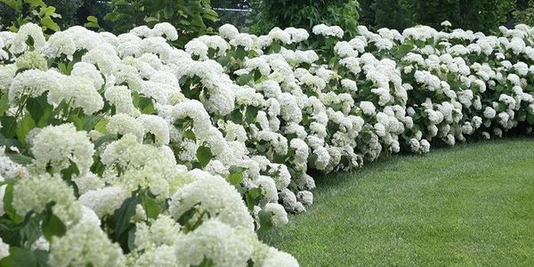 The Incrediball® Smooth Hydrangea (Hydrangea arborescens) boasts dozens of basketball-sized blooms for over two months! The white, cloud-like flower heads look like they're floating among the foliage. This hydrangea flower show begins midsummer with pure-white flowers that fade to a chartreuse green in the fall.  They're perfect for cut flowers, both fresh and dried. 