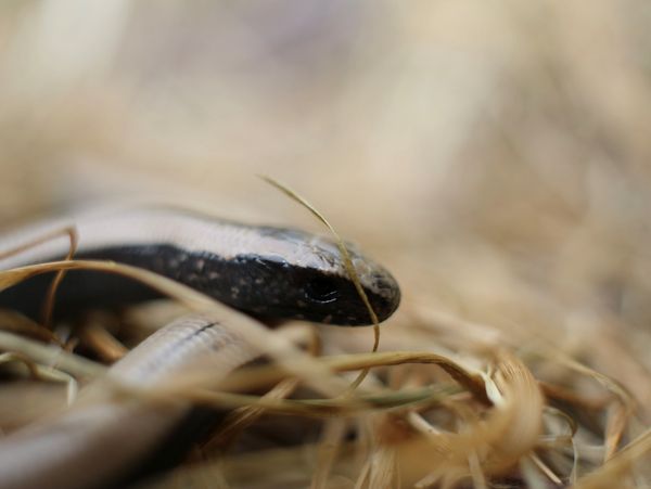 image of a slow worm