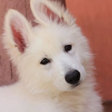 Cachorro pastor suizo 