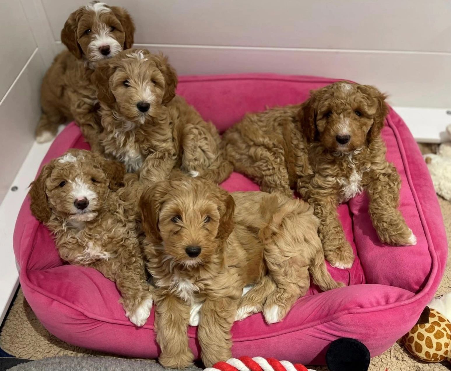 Australian Labradoodle Puppies Australian Labradoodle Puppies