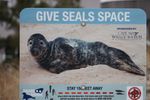 A seal resting on land with a space-themed awareness sign nearby.