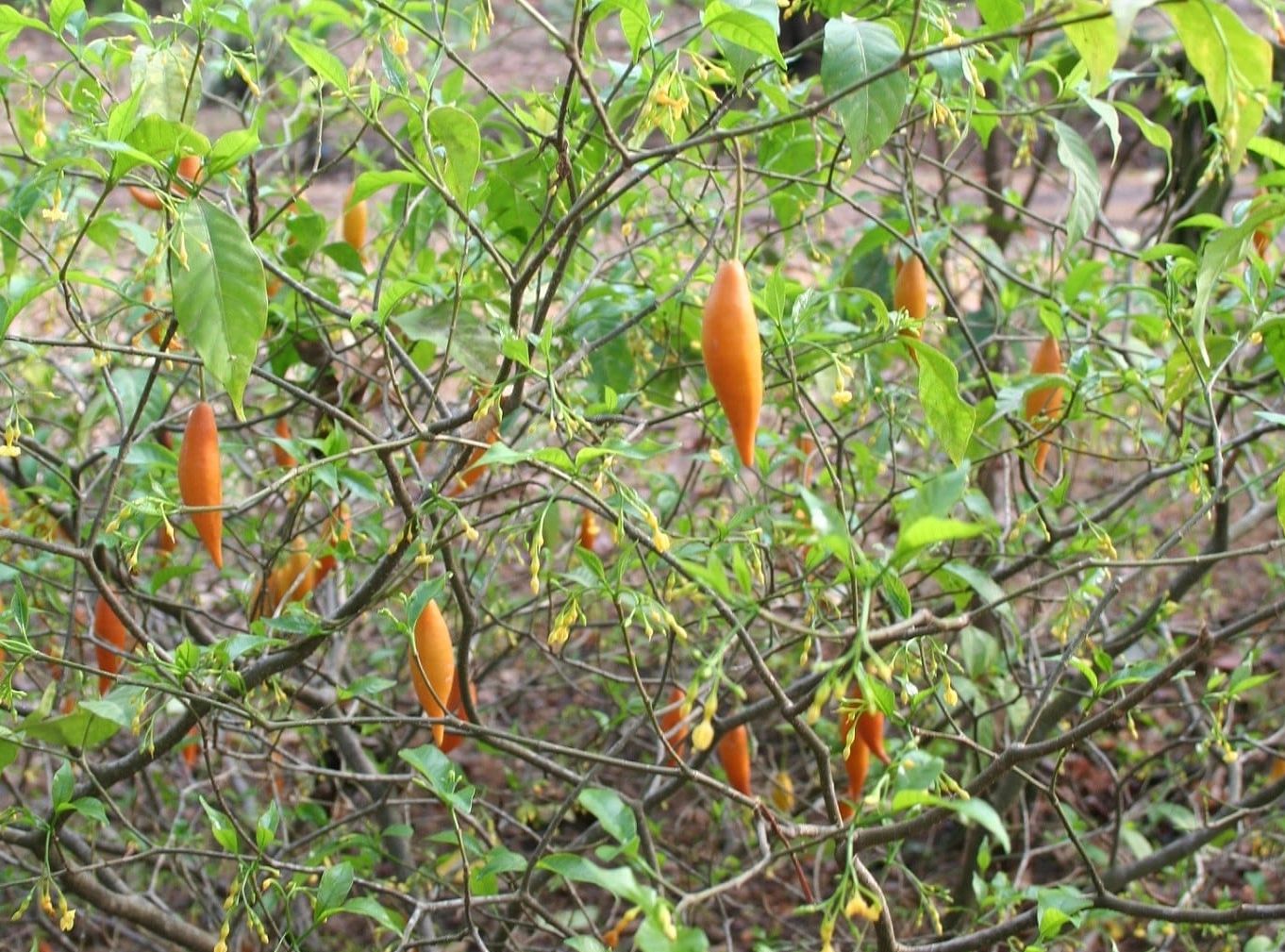 Iboga plants