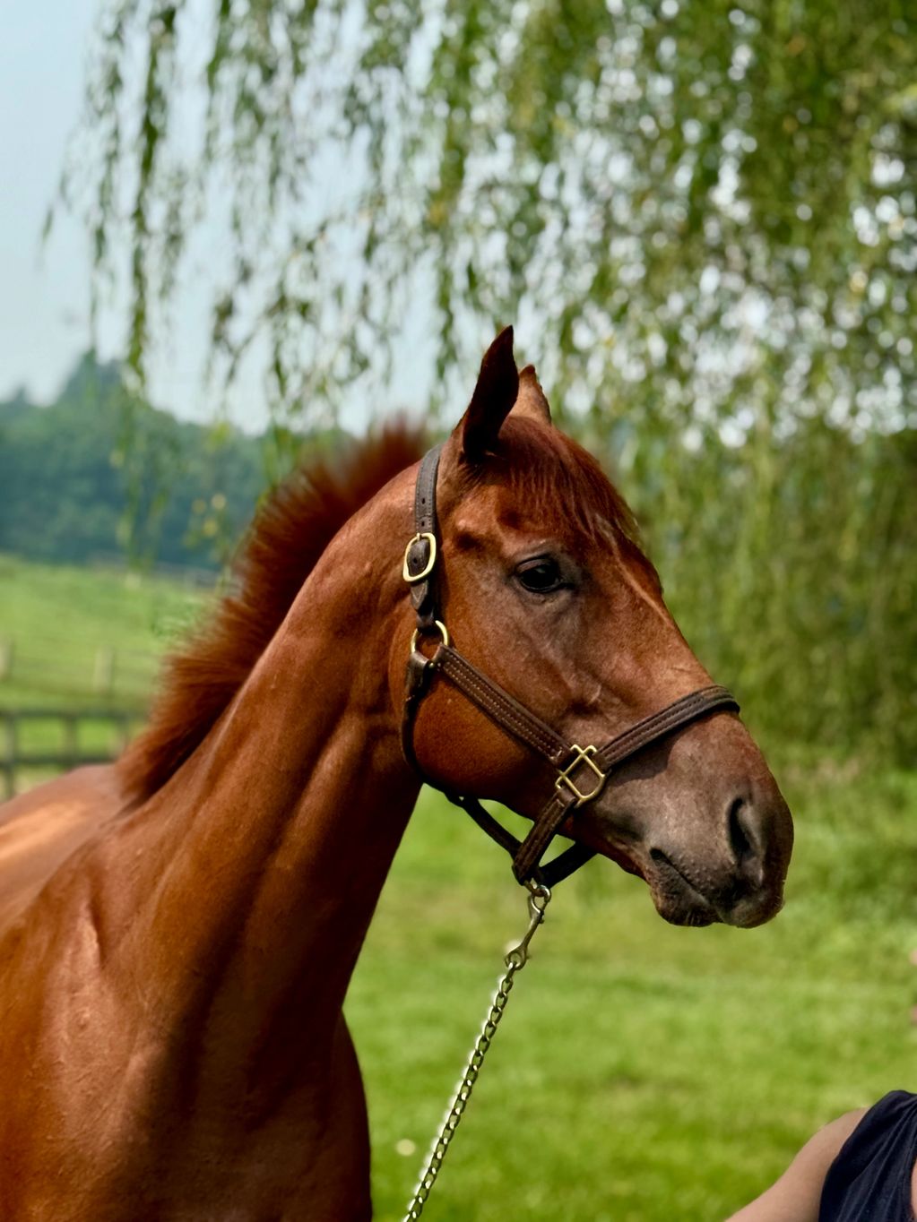 Close-up of a brown horse with a bridle outdoors.