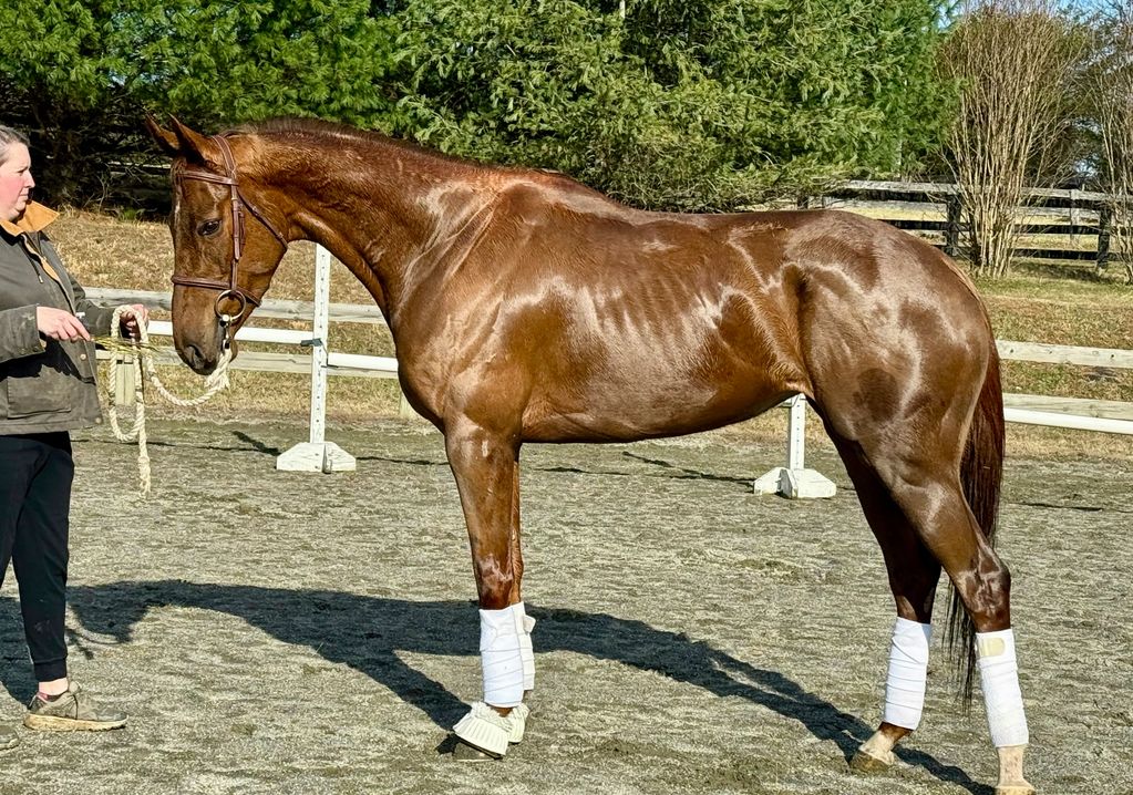 A shiny chestnut horse stands with a person holding its lead rope in an outdoor arena.